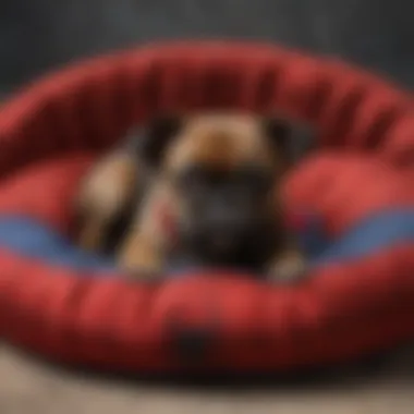 Spiderman Dog Bed Close-up Comfort